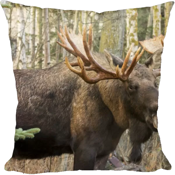 Bull Moose (Alces Alces), Rutting Season; Alaska, United States Of America