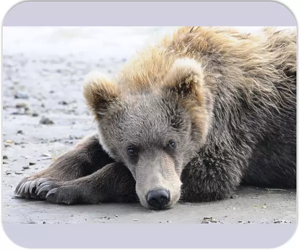 A Brown Bear (Ursus Arctos) Lays On The Sand, Katmai National Park; Alaska, United States Of America