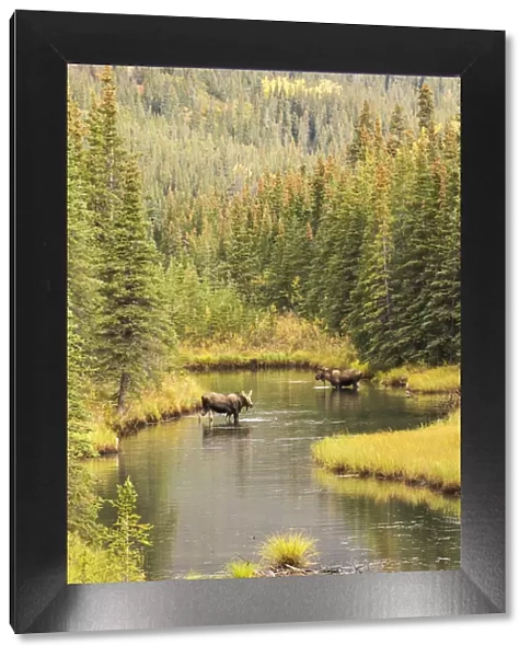 Bull And Cow Moose (Alces Alces) Feeding In A Shallow Pond South Of Cantwell, Photo Taken From Parks Highway Common Moose Habitat; Alaska, United States Of America