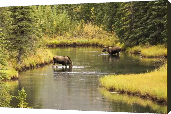 Bull And Cow Moose (Alces Alces) Feeding In A Shallow Pond South Of Cantwell, Photo Taken From Parks Highway Common Moose Habitat; Alaska, United States Of America