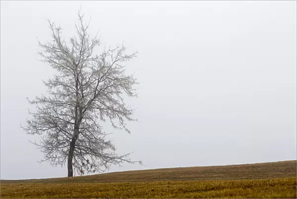 Single Tree On A Foggy Hillside; Calgary, Alberta, Canada