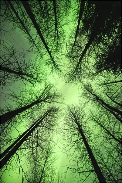 The Aurora Borealis Glows Overhead In A Spruce Forest In Portage Valley, Chugach National Forest, Southcentral Alaska