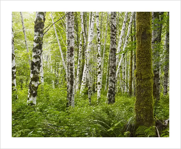 A Forest With Dense Plant Growth On The Forest Floor And Moss Covered Tree Trunks; Tofino, British Columbia, Canada