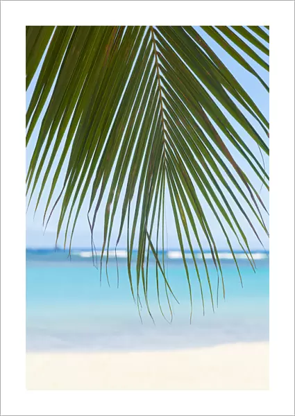 Beautiful Clear Day On A White Sandy Beach With Coconut Palm Tree Fronds Hanging Above; Honolulu, Oahu, Hawaii, United States Of America