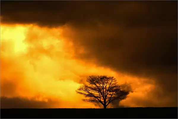 Oak Tree Silhouetted By Gold And Black Storm Clouds; Milford, Nova Scotia, Canada