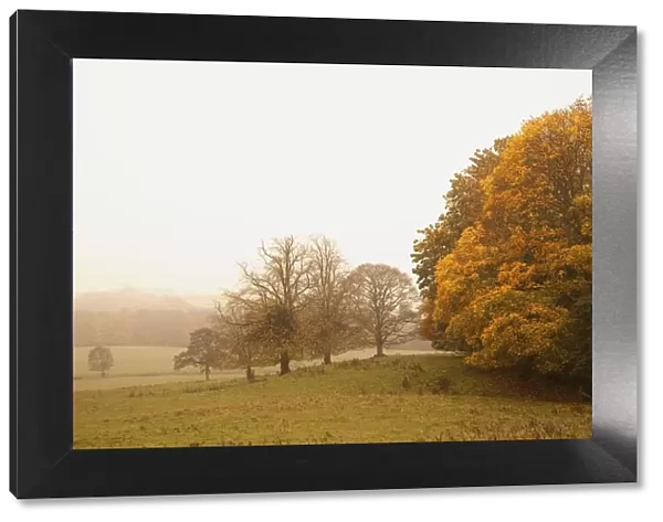 Northumberland, England; A Landscape In Autumn With Fog