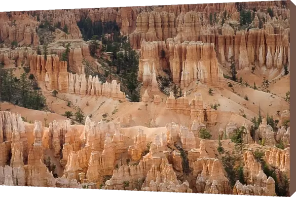 Utah, United States Of America; The Needles Of Bryce Canyon
