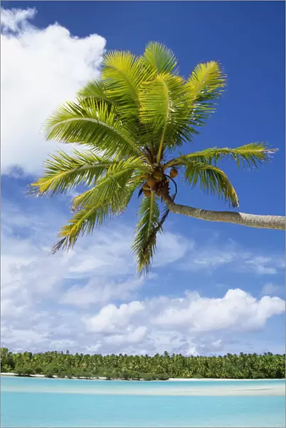 Palm Tree And Beach, Aitutaki