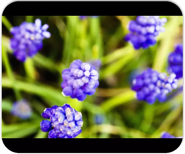 Grape Hyacinths, View From Above Of Purple Flowers