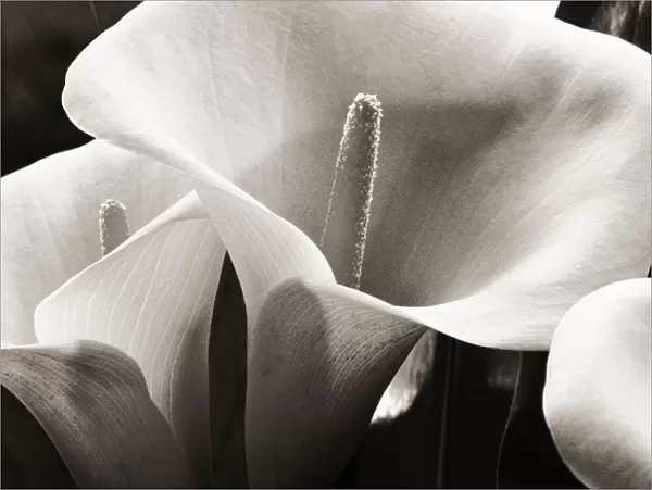 Hawaii, Big Island, Volcano, Close-up of calla lilies (black and white photograph)