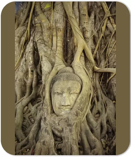 Thailand, Ayuthaya, Close up Of Stone Buddha Head With Tree Roots Growing Over It; Wat Mahathat