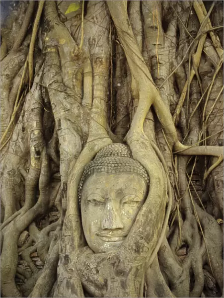 Thailand, Ayuthaya, Close up Of Stone Buddha Head With Tree Roots Growing Over It; Wat Mahathat