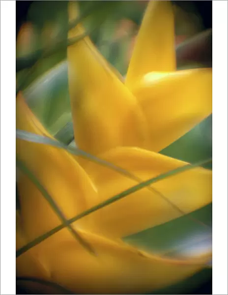 Soft Focus Detail Of Yellow Heliconia Flower On Plant A22A