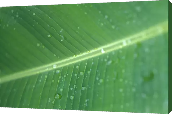 Close-Up Detail Green Banana Leaf With Droplets Of Water, Dew