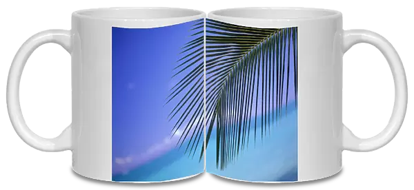 Close-Up Of Single Palm Frond With Calm Turquoise Ocean Background Horizon Blue Sky, Tilted Slanted View