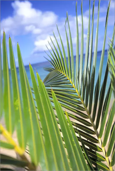 View Through Green Palm Leaves Of Blue Sky, White Clouds, Turquoise Water, Tilted