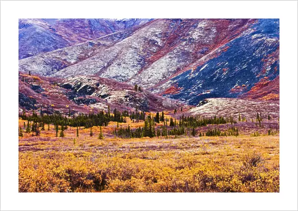 Artists Choice: Fall Colours In Ogilvie Mountains Along Dempster Highway, Tombstone Territorial Park, Yukon