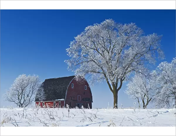 Old Red Barn In Winter, Near Oakbank, Manitoba
