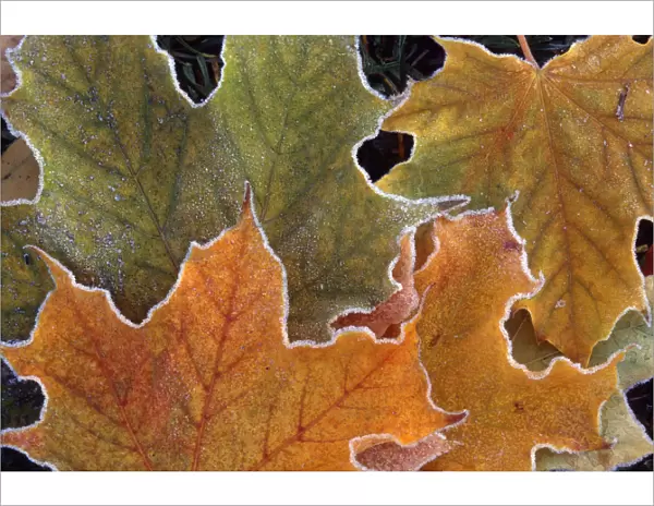 Fall Leaves With Frost Close Up