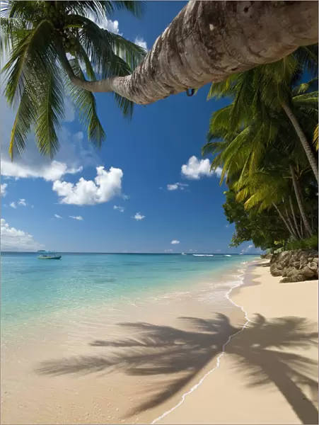Barbados, Palm tree leaning over beach near; Holetown