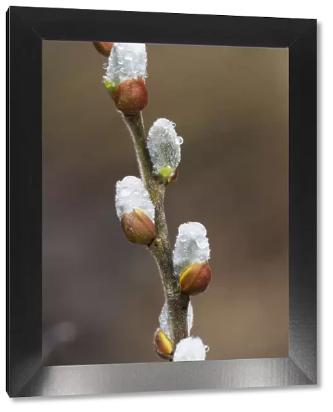 Fuzzy Willow Catkins Come Out In The Spring; Astoria, Oregon, United States Of America