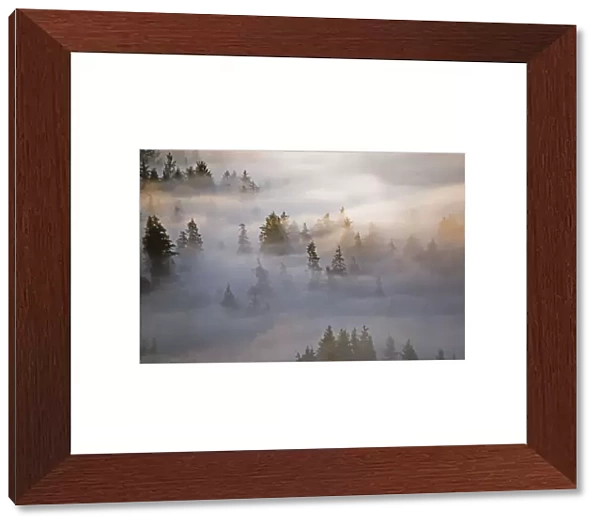 Fog Fills The Forest; Astoria, Oregon, United States Of America