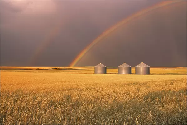 Rainbow Over Wheat Field