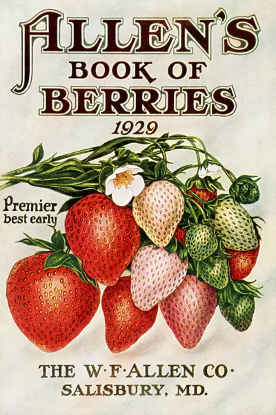 Historic Allens Book Of Berries With Illustration Of Strawberries From 20th Century