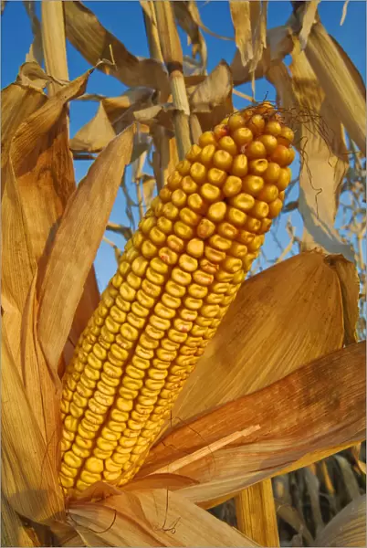 Feed  /  Grain Corn, Near Niverville, Manitoba