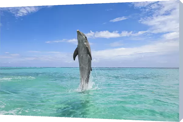 Common Bottlenose Dolphin Swimming Backwards on Tail, Caribbean Sea, Roatan, Bay Islands, Honduras