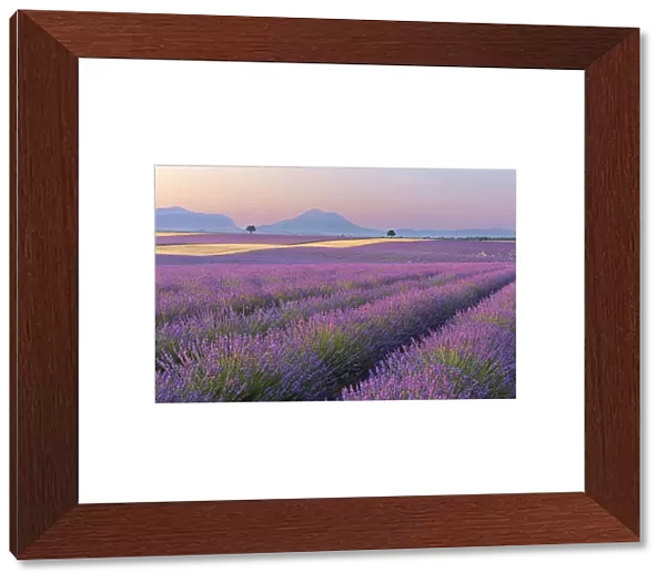 English Lavender Fields, Valensole, Valensole Plateau, Alpes-de-Haute-Provence, Provence-Alpes-Cote d┼¢Azur, Provence, France