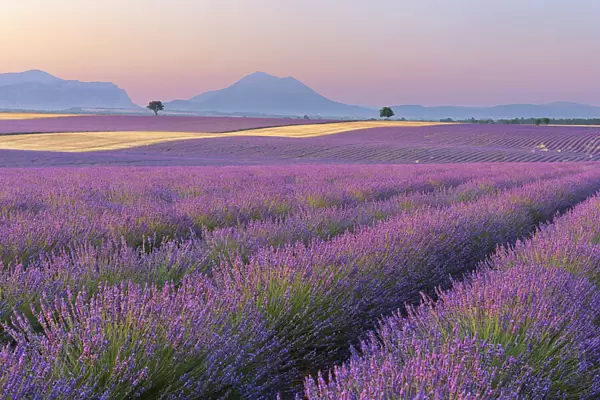 English Lavender Fields, Valensole, Valensole Plateau, Alpes-de-Haute-Provence, Provence-Alpes-Cote d┼¢Azur, Provence, France