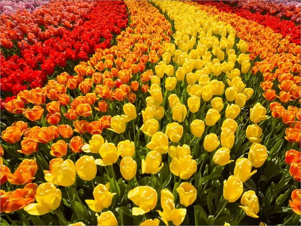 Close-up of vibrant red, orange, and yellow tulips in curved flowerbeds in spring at the Keukenhof Gardens in Lisse, South Holland in the Netherlands