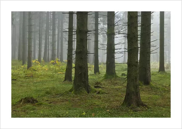 Spruce Forest, Black Forest, Baden-Wurttemberg, Germany