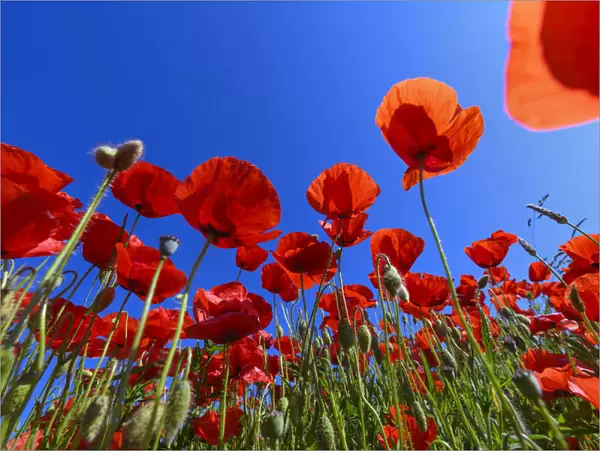 Low angle view of corn poppies in a field in Spring at Lake Neusiedl in Burgenland, Austria