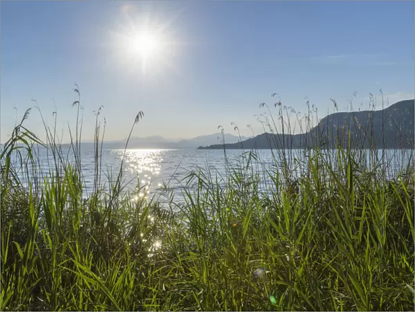 Reeds along the shoreline with sun shining over Lake Garda (Lago di Garda) in Garda in Veneto, Italy