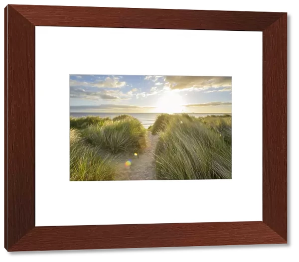 Path through the dune grass on the beach with the sun shining over the North Sea at dawn in Bamburgh in Northumberland, England, United Kingdom