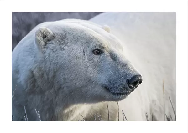 Polar bear portrait, Churchill, Manitoba, Canada