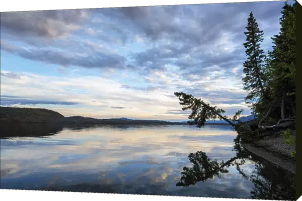 Lake reflecting a conifer tree hanging over the shoreline at sunset, Carmacks, Yukon, Canada