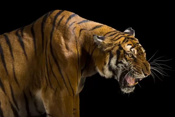 South China Tiger portrait