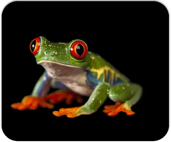 Red-eyed tree frog portrait