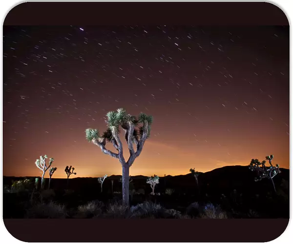 Star trails over Joshua Trees with a golden glow, Joshua Tree National Park, California, USA