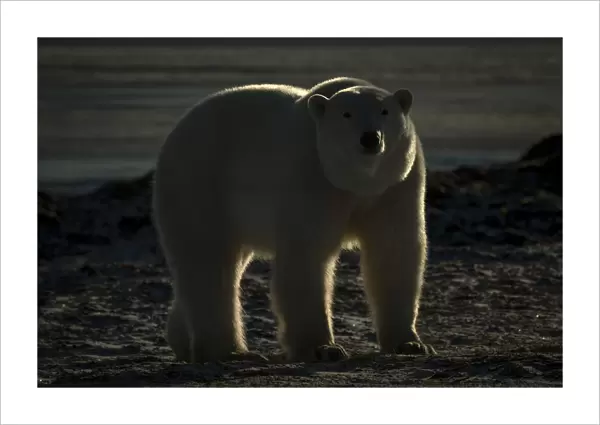 Polar bear stands eyeing camera on shoreline