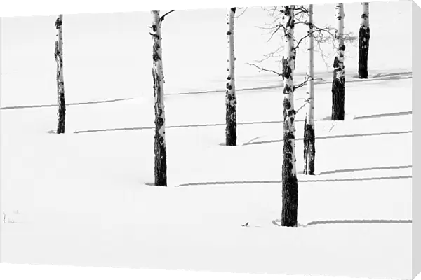 Aspen trees in the snow