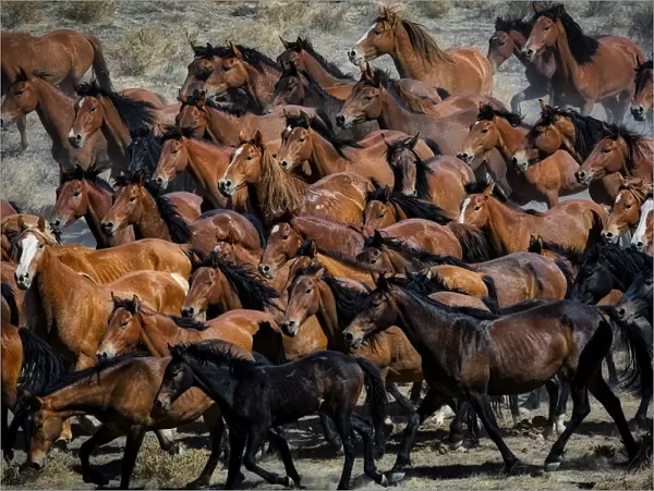 Gathering wild horses in the Nevada desert, USA