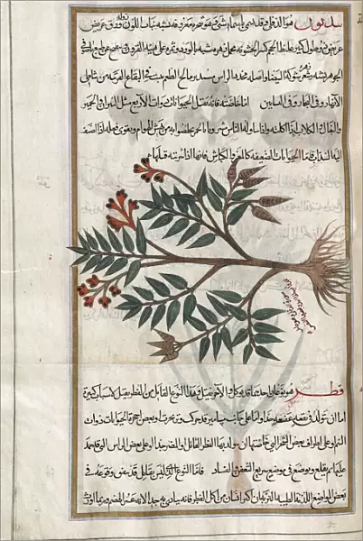 Identified in book as Oleander. Nerium oleander. After an illustration by Mirza Baqir in a 19th century Iranian book of Greek physician and botanist Pedanius Dioscoridess 1st century AD work De Materia Medica