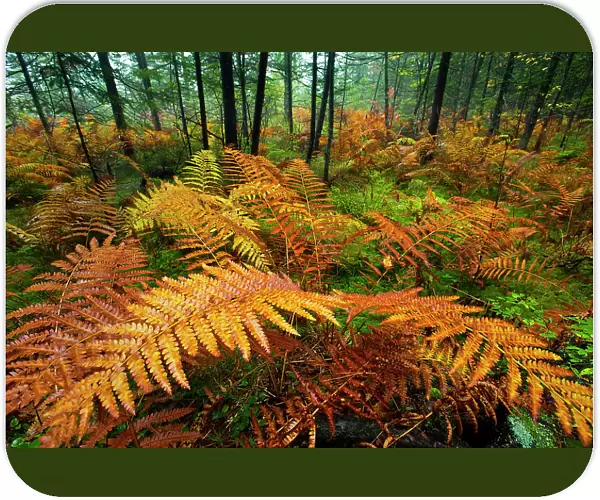 In a stand of fern, summer's green gives way to autumn's red