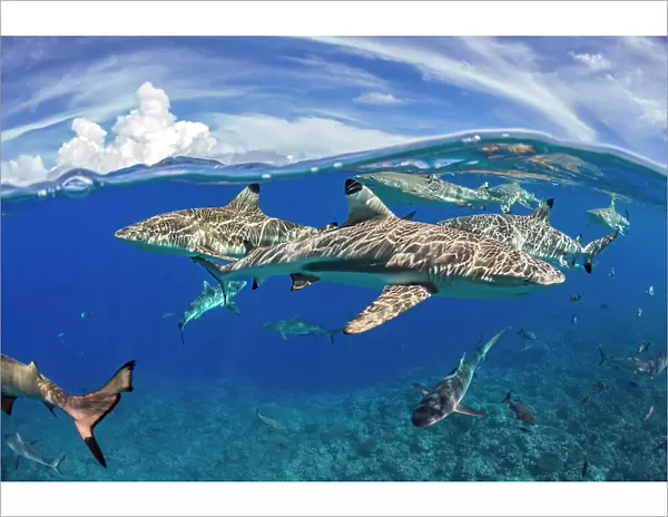 BLACKTIP REEF SHARKS, Carcharhinus melanopterus, YAP, MICRONESIA