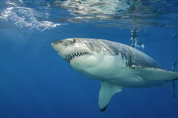 NA. This great white shark, Carcharodon carcharias