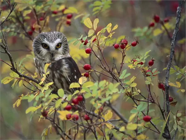 Northern Saw-whet Owl (Aegolius acadicus) perching in a wild rose bush, British Columbia